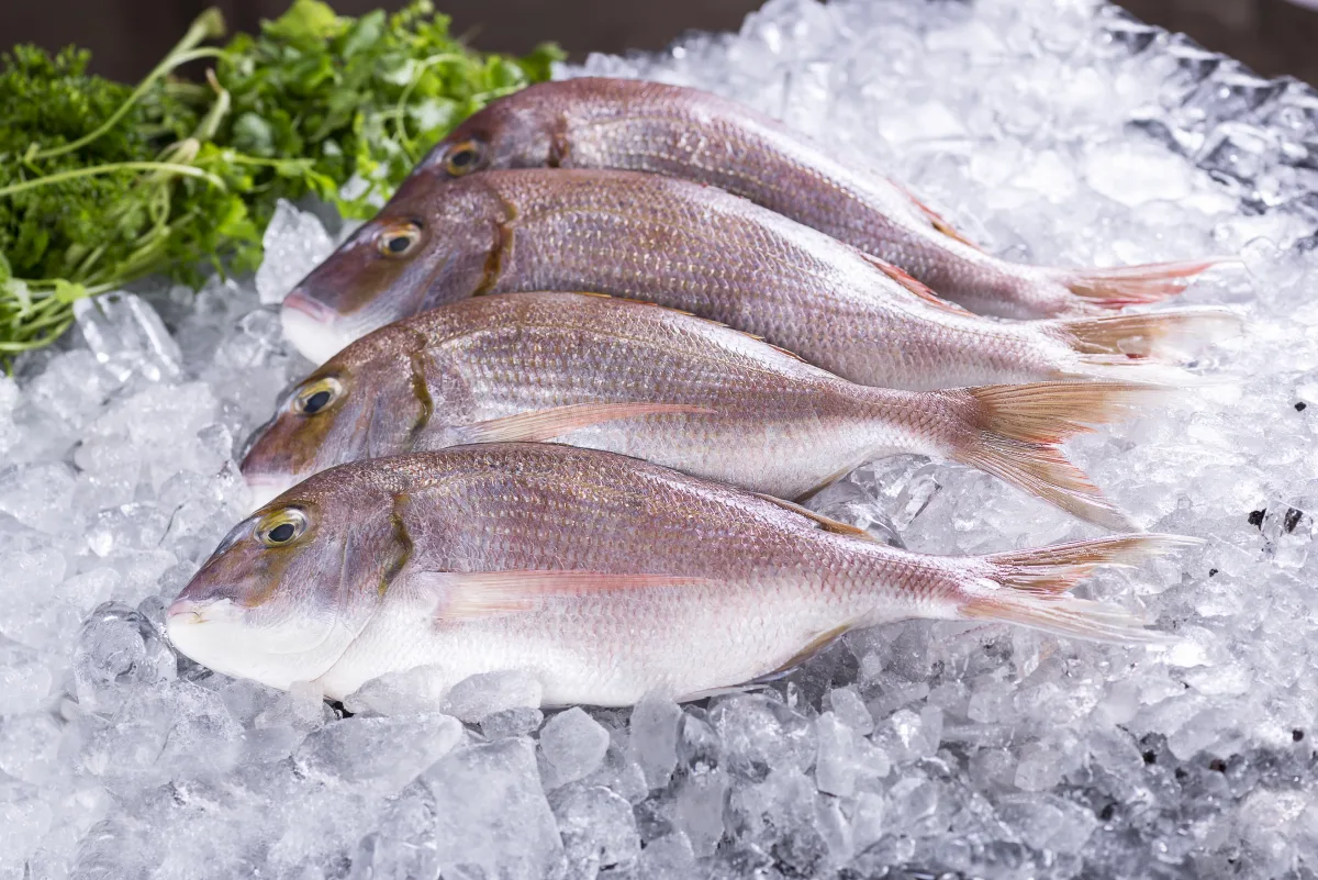 Pargo